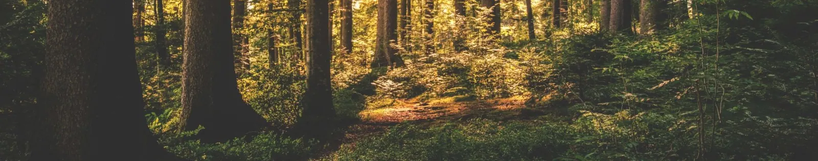 Forêt ensoleillée sur le territoire de Sainte-Brigitte-de-Laval